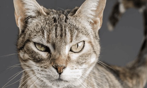 茶油可以擦婴儿眼睛吗图片-茶油可以擦婴儿眼睛吗网- 茶油擦婴儿私处安全吗知识,分享茶油滴到婴儿眼睛有没有事